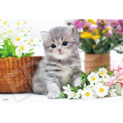 Nice Cat  300塊,  size:26x38cm